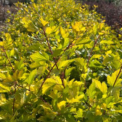 Physocarpus opulifolius Honeycomb®