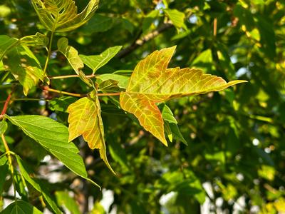 Acer negundo 'Sensation' - Box Elder from Pleasant Run Nursery