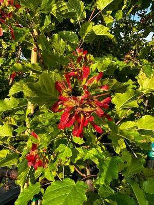 Acer tataricum 'Hot Wings' - Tatariam Maple from Pleasant Run Nursery