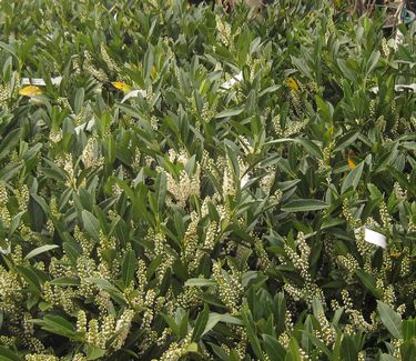 Prunus laurocerasus Otto Luykens - Common Cherry Laurel 