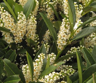 Prunus laurocerasus Otto Luykens - Common Cherry Laurel 