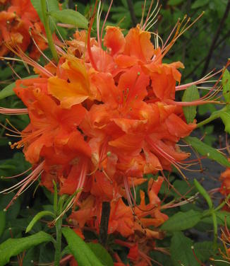 Rhododendron calendulaceum - Flame Azalea