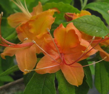 Rhododendron calendulaceum - Flame Azalea