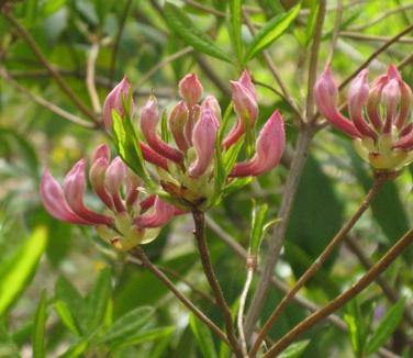 Rhododendron periclymenoides (nudiflorum) - Pinxterbloom Azalea 