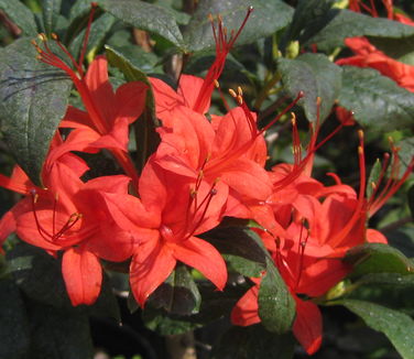 Rhododendron prunifolium - Plumleaf Azalea