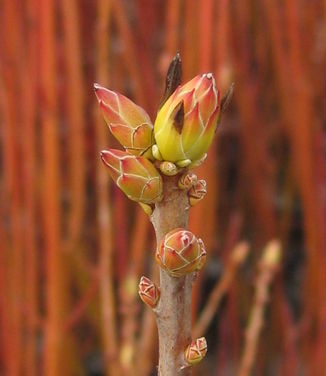 Rhododendron viscosum (in bud)