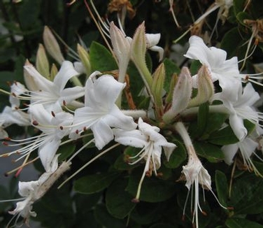 Rhododendron viscosum 