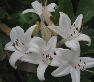 Rhododendron viscosum