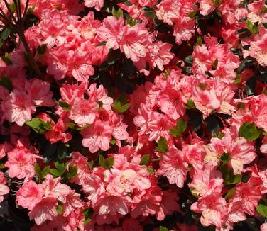 Rhododendron Blaauw's Pink