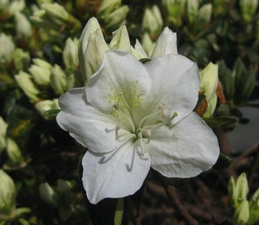 Rhododendron Delaware Valley White