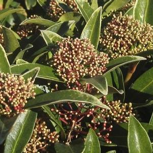 Skimmia japonica Male