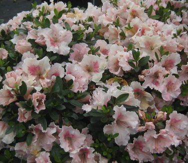 Rhododendron Gumpo Pink