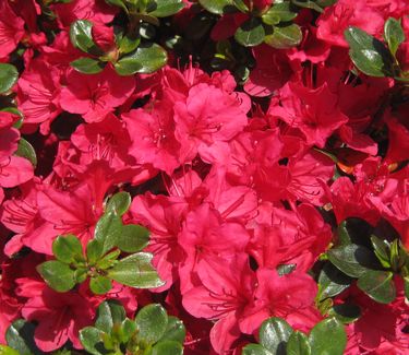 Rhododendron Hino-Crimson - Azalea 