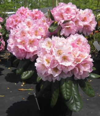 Rhododendron 'Scintillation' 