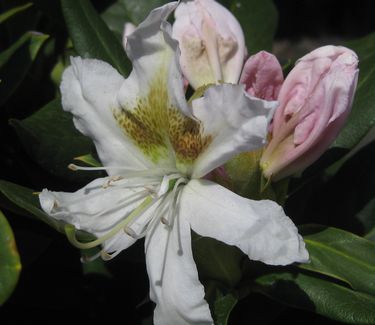 Rhododendron cat. Cunningham's White - Rhododendron