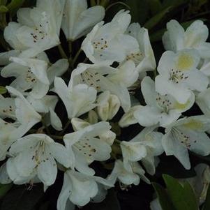 Rhododendron catawbiense Chionoides