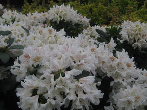 Rhododendron catawbiense 'Cunningham's White'