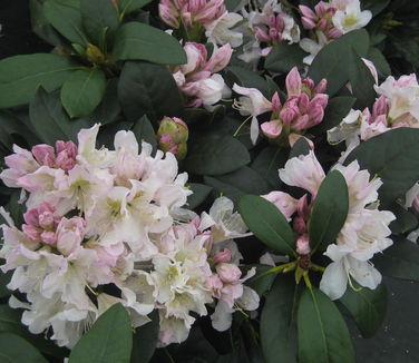 Rhododendron cat. Cunningham's White