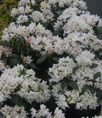 Rhododendron cat. Cunningham's White