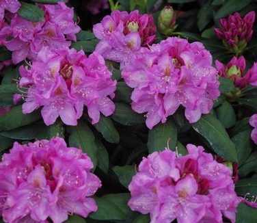 Rhododendron catawbiense Roseum Elegans