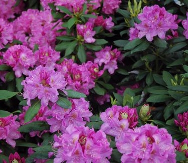 Rhododendron catawbiense 'Roseum Elegans' 