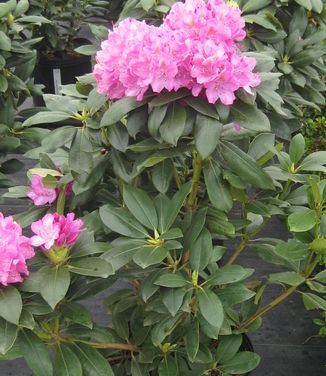 Rhododendron catawbiense Roseum Elegans