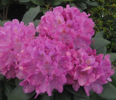 Rhododendron catawbiense Roseum Elegans