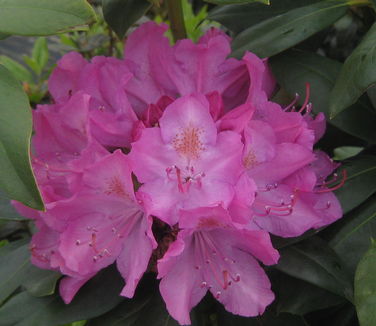 Rhododendron catawbiense Roseum Elegans