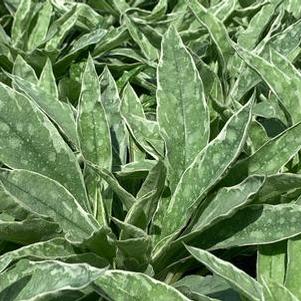 Pulmonaria x Raspberry Frost