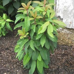 Daphniphyllum macropodum 