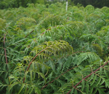 Rhus glabra 'Laciniata'