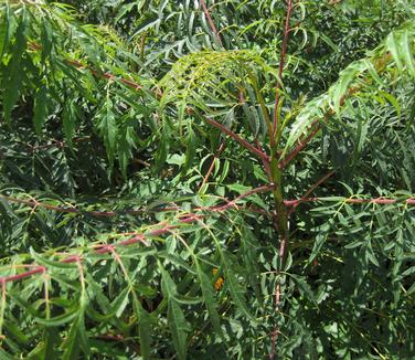 Rhus glabra 'Laciniata' 