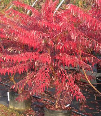 Rhus glabra Laciniata 