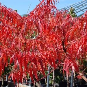 Rhus typhina Laciniata