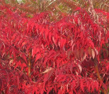 Rhus glabra Laciniata