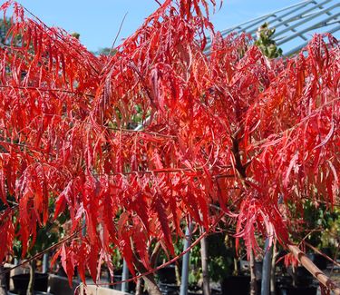 Rhus typhina 'Laciniata' (Fall Color)