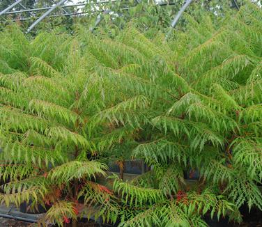 Rhus typhina Laciniata