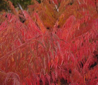 Rhus typhina Laciniata