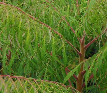 Rhus typhina Laciniata