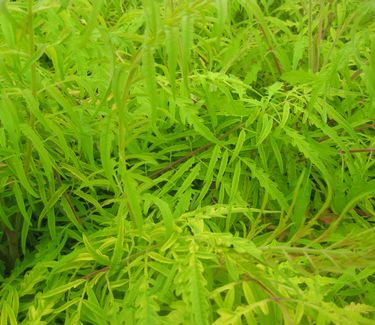 Rhus typhina Tiger Eyes® - Staghorn Sumac