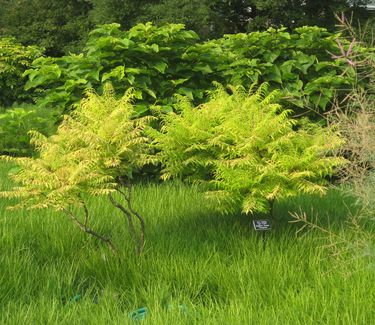 Rhus typhina Tiger Eyes® - Staghorn Sumac (at Scott Arboretum)