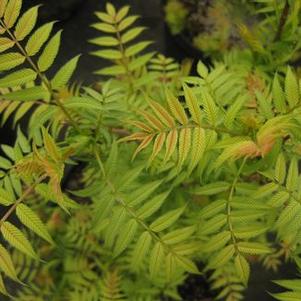 Sorbaria sorbifolia Sem