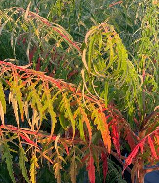 Rhus typhina Tiger Eyes