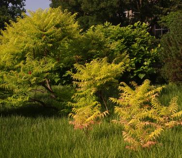 Rhus typhina Tiger Eyes (@ Scott Arb)