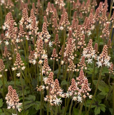 Tiarella x Spring Symphony