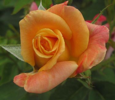Rosa 'Joseph's Coat' - Climbing Rose