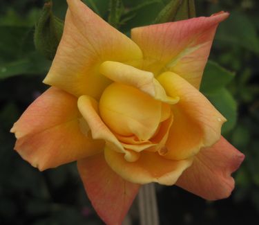 Rosa 'Joseph's Coat' - Climbing Rose