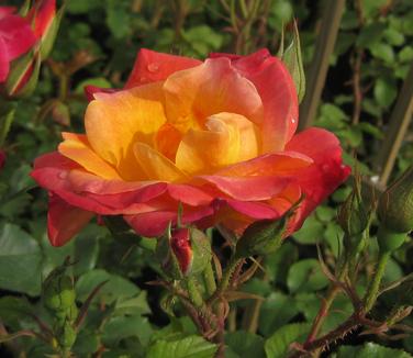 Rosa Joseph's Coat - Climbing Rose