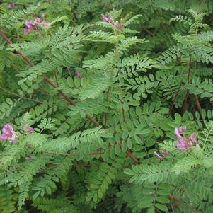 Indigofera gerardiana (syn. heterantha) 