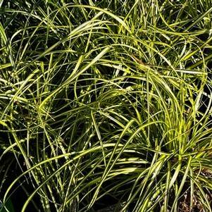 Carex oshimensis Eversheen